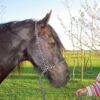 F.R.A. universeel leidhalster zwart maat:pony online bestellen
