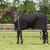 QHP Fleecedeken Basic met singels bestellen? Via Paardensportwebshop.nl